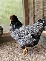 Jonge Barnevelder kriel hennetjes, Vrouwelijk, Kip