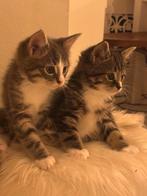 Prachtige & lieve kittens, Dieren en Toebehoren, Meerdere dieren, Ontwormd, 0 tot 2 jaar