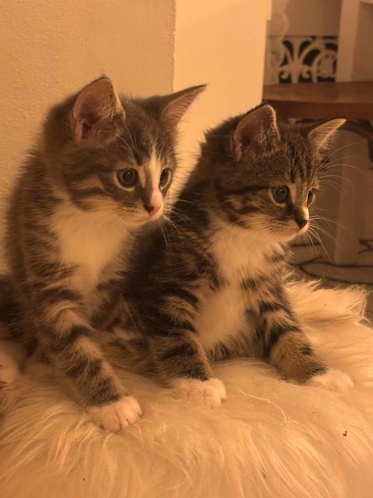 Prachtige & lieve kittens, Dieren en Toebehoren, Katten en Kittens | Raskatten | Langhaar, Meerdere dieren, 0 tot 2 jaar, Ontwormd