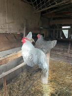 Amrock Haan + hen, Meerdere dieren, Kip
