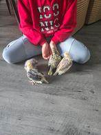 Jonge tamme valkparkieten, Meerdere dieren, Kleurkanarie