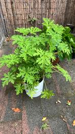 Geranium citronella, Ophalen, Zomer, Overige soorten, Volle zon