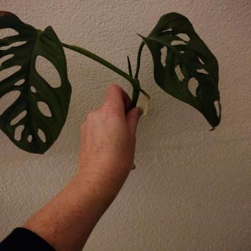 Gaten plant stekje beschikbaar voor biedingen