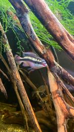 Kersenbuik cichliden 3x, Vis