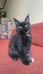 Maine coon kitten 3 poesjes / shaded lijn,, Dieren en Toebehoren, Katten en Kittens | Raskatten | Langhaar, Kater, Ontwormd