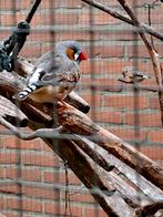 Zebravinken, Dieren en Toebehoren, Vogels | Overige Vogels, Meerdere dieren, Wildzangvogel, Tam