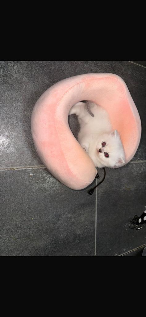 Een lief schatig half zilver pouint en half kort britch haar, Dieren en Toebehoren, Katten en Kittens | Raskatten | Korthaar, Kater