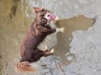 Chihuahua van 1 jaar, Dieren en Toebehoren, Maart, Mannelijk