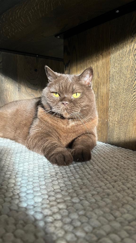 Herplaatsing Bruine Brits korthaar, Dieren en Toebehoren, Katten en Kittens | Raskatten | Korthaar, Poes, 6 jaar of ouder, Gechipt