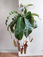 Nepenthes x Miranda - Vleesetende plant/Bekerplant/Hangplant, Ophalen, Overige soorten, Halfschaduw, Minder dan 100 cm