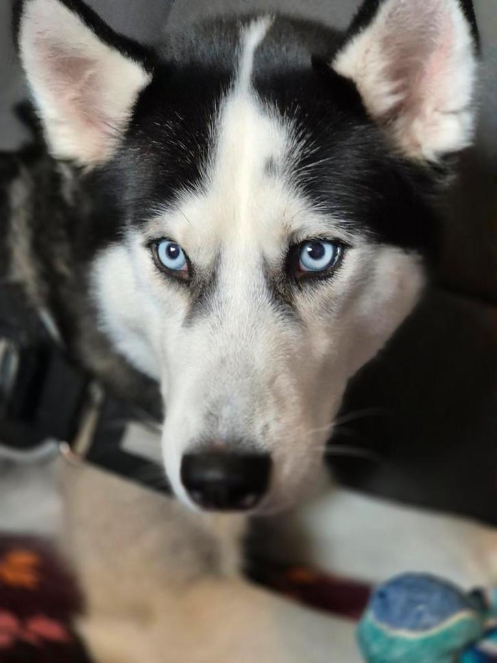 Knappe husky reu, Dieren en Toebehoren, Overige Dieren, Mannelijk, Februari