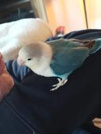 Tamme agapornis met kooi en toebehoren, Dieren en Toebehoren, Vrouwelijk, Dwergpapegaai of Agapornis, Tam