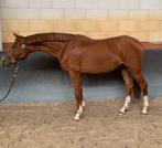 Mooie jonge Zangersheide merrie, Dieren en Toebehoren, Paarden, Merrie, Springpaard, Zadelmak, 3 tot 6 jaar