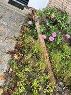 Catalpa brandhout - Gratis af te halen!, Ophalen, Volle zon, Overige soorten, 250 tot 400 cm