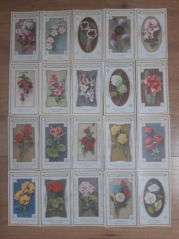 J.C. Boldoot kaarten - van "De Taal der Bloemen" uit 1910, Verzamelen, Ansichtkaarten | Themakaarten, Ongelopen, Voor 1920, Natuur