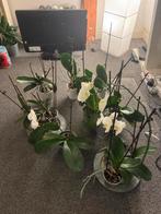 12x orchidee (bijna allemaal witte), Ophalen, Overige soorten, Halfschaduw, In pot