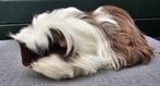Choco Shelties and coronet, Dieren en Toebehoren, Knaagdieren, Cavia, Augustus, Meerdere dieren, Tam