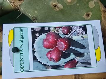 Schijfcactus Opuntia voor landschildpad beschikbaar voor biedingen