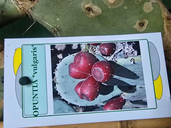 Schijfcactus Opuntia voor landschildpad, Dieren en Toebehoren, Reptielen en Amfibieën, Schildpad, 0 tot 2 jaar