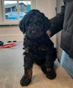 Labradoodle pup Zwart en bruin (black Tan) Reu. Nog beschikb, Dieren en Toebehoren, Rabiës (hondsdolheid), Overige rassen, 8 tot 15 weken