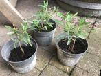 Stekjes paarse vlinderstruik laatste 3 !!!, Ophalen, Zomer, Overige soorten, Volle zon