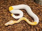 Albino (Leopard) Pied 0.1, Dieren en Toebehoren, Reptielen en Amfibieën, Slang, 0 tot 2 jaar