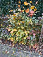 Beukenhaagplantjes rood, Tuin en Terras, Ophalen, Overige soorten, Volle zon