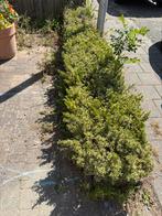 Tuinplanten gratis afhalen zelf uitgraven, Ophalen, Overige soorten, Minder dan 100 cm