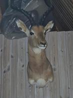 Opgezette Impala Kop, Ophalen, Gebruikt