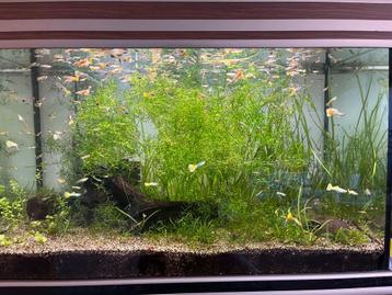 Guppengrass - Groot bakje voor €3,50 (najas, guppy grass) beschikbaar voor biedingen