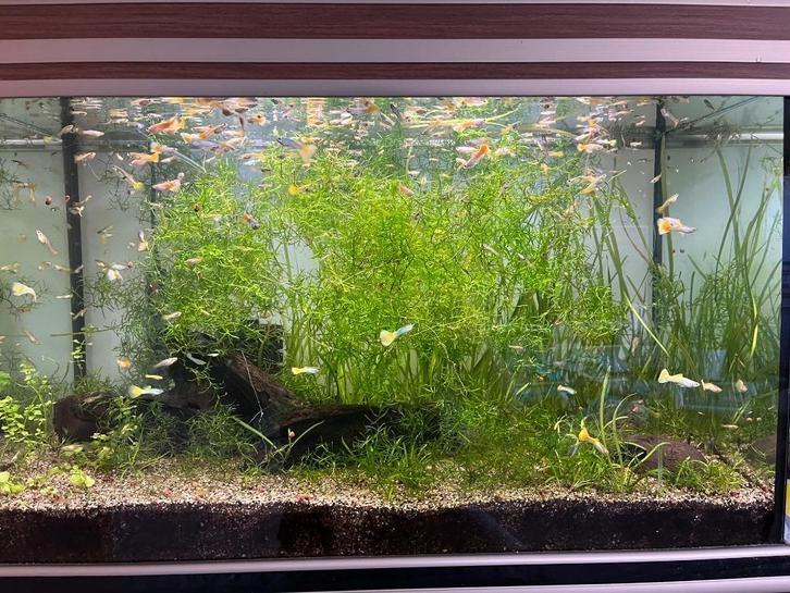 Guppengrass - Groot bakje voor €3,50 (najas, guppy grass), Dieren en Toebehoren, Vissen | Aquaria en Toebehoren, Nieuw, Plant(en), Steen of Hout