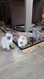schattige Britse korthaarkittens, Dieren en Toebehoren, Katten en Kittens | Overige Katten, Kater
