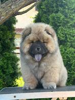 Chow chow pups te koop, Dieren en Toebehoren, Honden | Poolhonden, Keeshonden en Oertypen, 8 tot 15 weken, Meerdere, Meerdere dieren