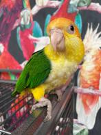 Baby Caique´s | Roestkop | getest | Handtam | Nieuwsgierig, Meerdere dieren, Papegaai, Geringd