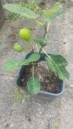 Vijgen planten 20-40cm , vruchtbare vijgen, Tuin en Terras, Ophalen of Verzenden, Minder dan 100 cm