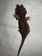 Gargoyle Gecko vrouw 2,5 jaar oud., Dieren en Toebehoren
