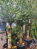 Olijfbomen diverse maten: 90-99-139-275-699 euro, Tuin en Terras, Planten | Bomen, Ophalen of Verzenden, 100 tot 250 cm, Olijfboom