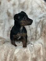 2 super knappe Jack Russell teefjes 8 weken oud, Dieren en Toebehoren, Honden | Jack Russells en Terriërs, Overige rassen, 8 tot 15 weken