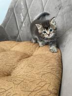 Britse korthaar kittens, Dieren en Toebehoren, Katten en Kittens | Raskatten | Korthaar
