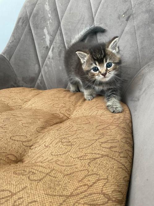 Britse korthaar kittens, Dieren en Toebehoren, Katten en Kittens | Raskatten | Korthaar