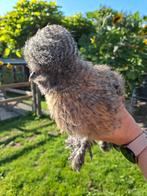 USA zijde hoen haan, Dieren en Toebehoren, Mannelijk, Kip