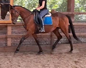 Superbrave 9 jr E pony 1,56(recreatie-manege-sport) beschikbaar voor biedingen