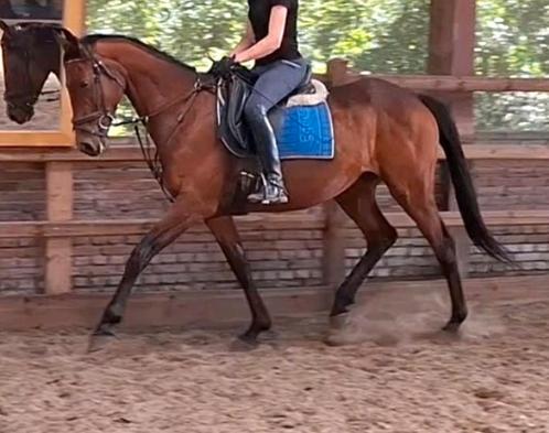 Superbrave 9 jr E pony 1,56(recreatie-manege-sport), Dieren en Toebehoren, Pony's, Merrie, L, E pony (1.48m - 1.57m), Recreatiepony