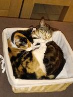 Ter overname 2 poezen, Dieren en Toebehoren, Poes, Kortharig, 0 tot 2 jaar