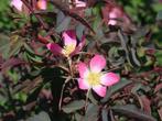 **ACTIE** Rosa glauca, bergroos, roze roos, Tuin en Terras, Ophalen of Verzenden, Overige soorten, Struik, Minder dan 100 cm