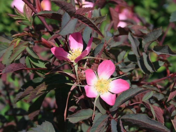 **ACTIE** Rosa glauca, bergroos, roze roos, Tuin en Terras, Planten | Struiken en Hagen, Struik, Overige soorten, Minder dan 100 cm