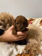 Prachtige toy poodle / toy poedel teefjes, Dieren en Toebehoren, Poedel, CDV (hondenziekte), 8 tot 15 weken, Teef