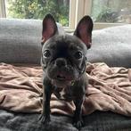 French Bulldog puppy (lady), Dieren en Toebehoren, Parvo, 15 weken tot 1 jaar, Teef, Bulldog