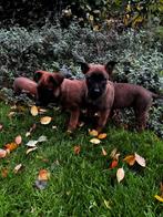 Mechelse Herder pups te koop, Dieren en Toebehoren, Honden | Herdershonden en Veedrijvers, Rabiës (hondsdolheid), 8 tot 15 weken