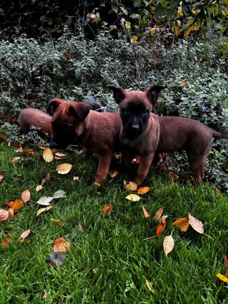 Mechelse Herder pups te koop, Dieren en Toebehoren, Honden | Herdershonden en Veedrijvers, Meerdere dieren, Herder, Particulier